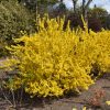 Forsythia Magical Gold #5 - Image 2